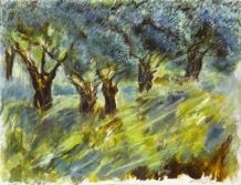 Light in the Olive Grove